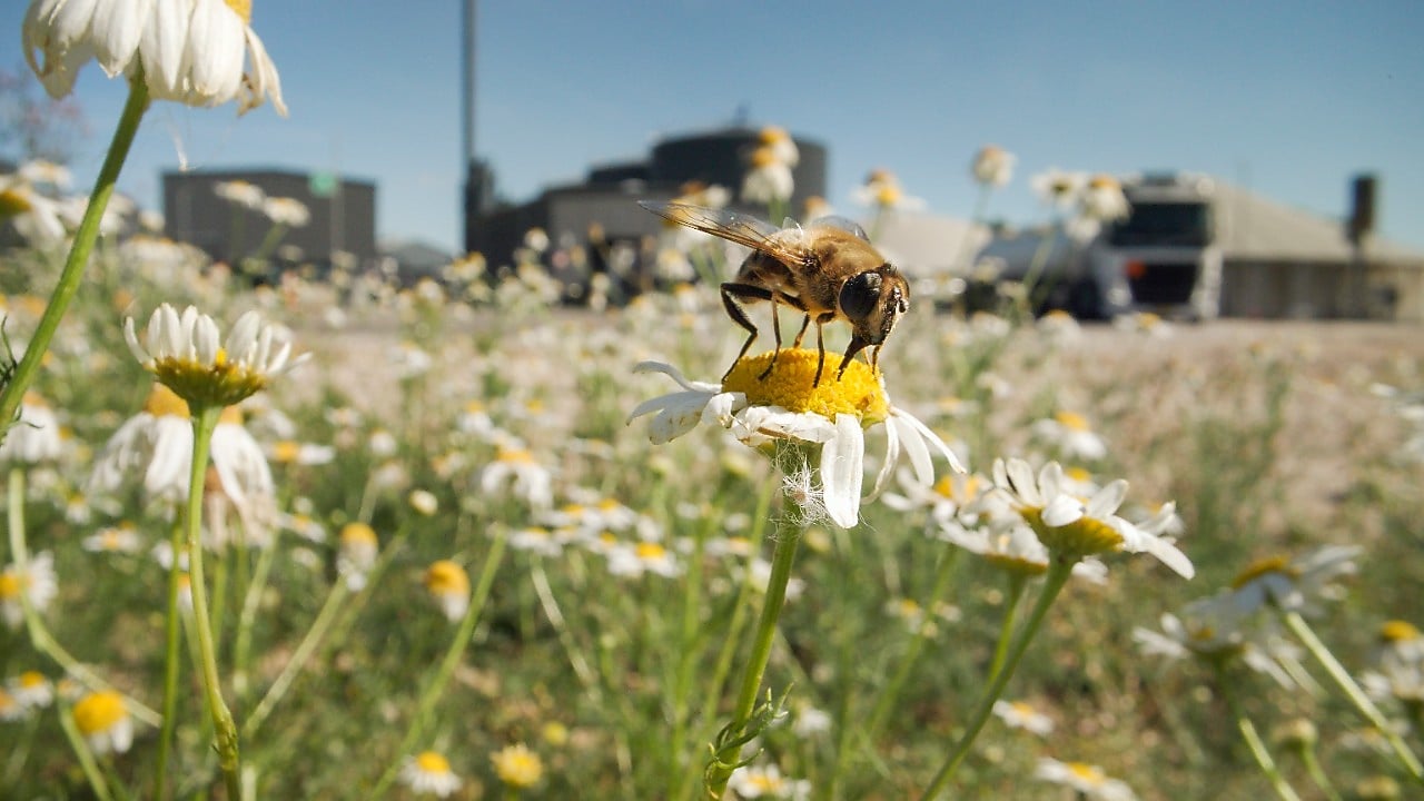 A closeup of a colorful butterfly sitting on a purple flower in front of a biogas facility   Sell us feedstock 
