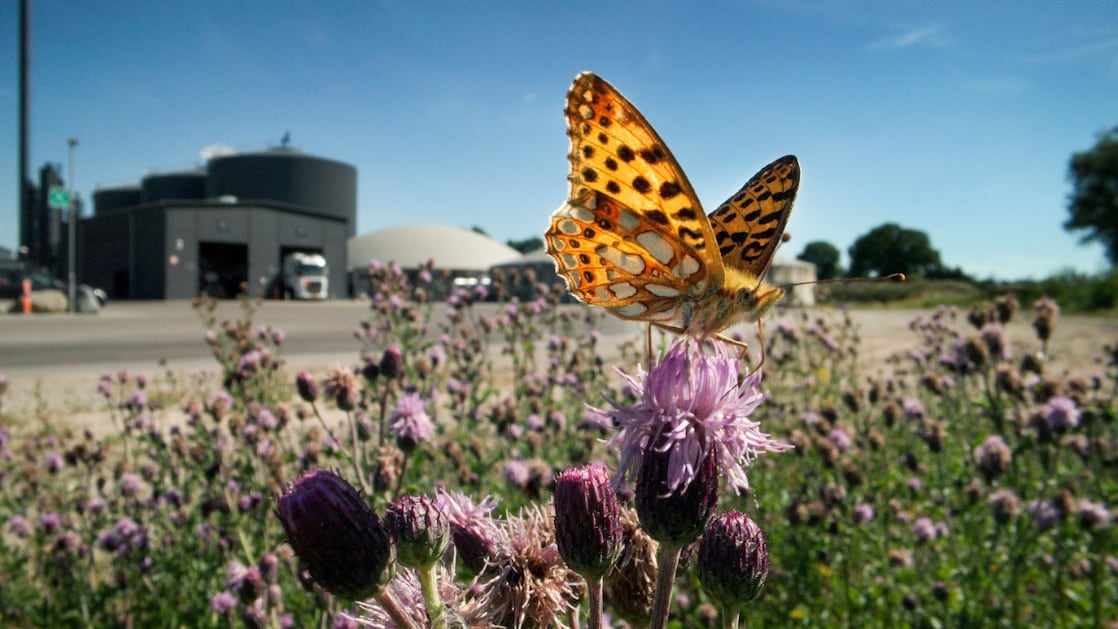 Close up of a flying insect on a yellow flower in front of a biogas plant
