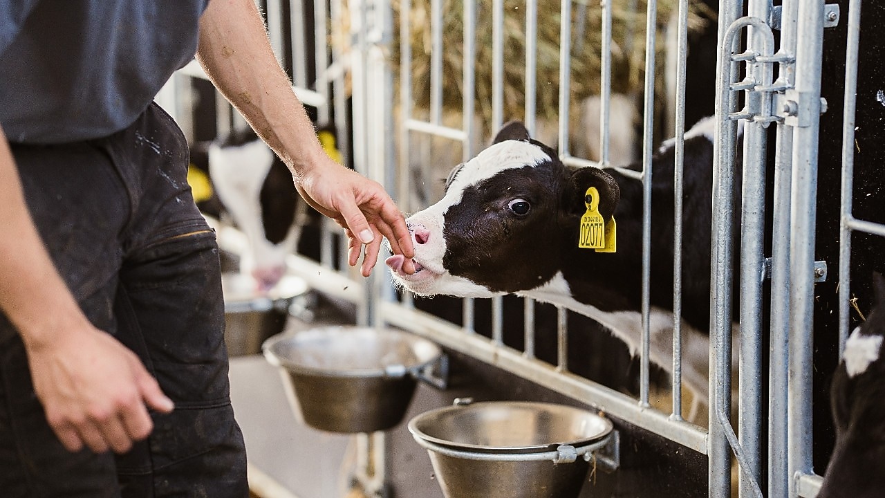 A farmers hand touching the tounge of a calf.