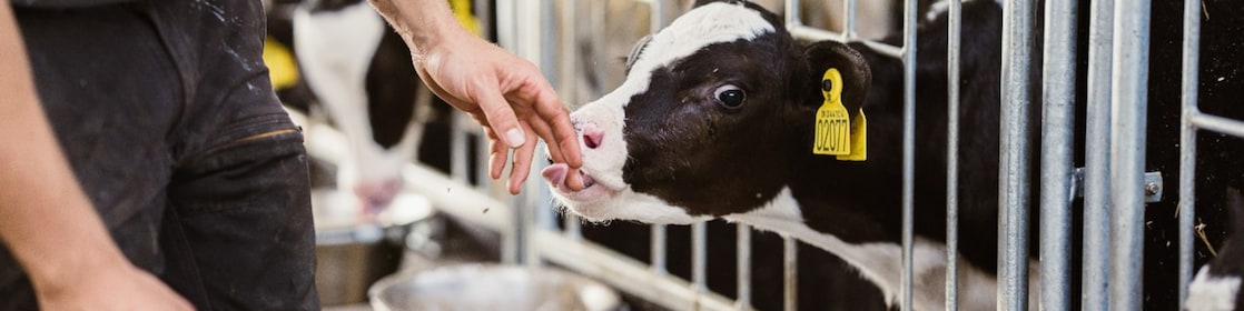 A farmers hand touching the tounge of a calf.